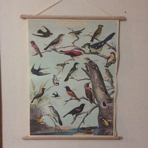 Audubon Chart No 1 bird species wall hanging